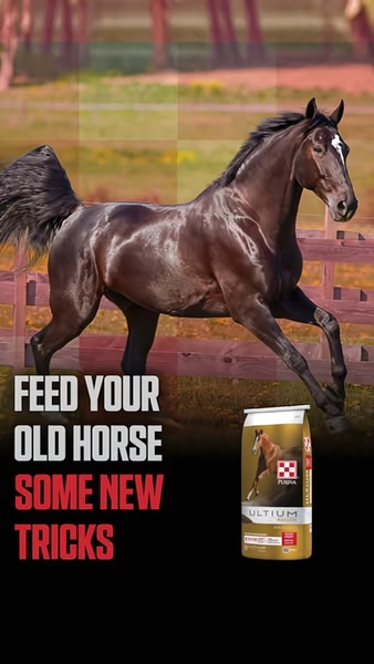 A performance-focused ad featuring a healthy, active horse and product imagery with a strong, benefit-driven value proposition.
